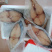 马鲛鱼