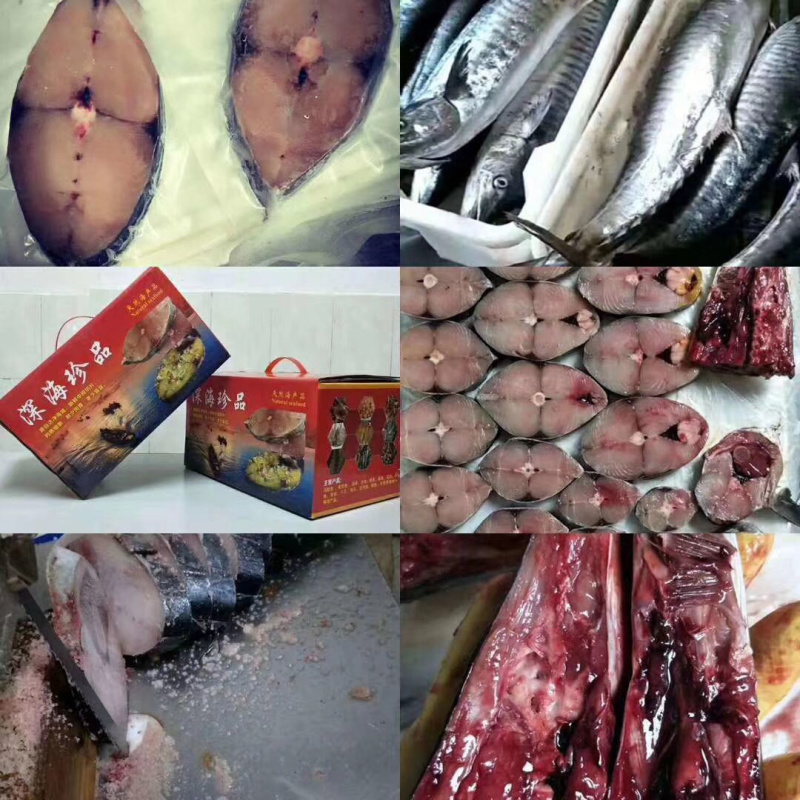马鲛鱼