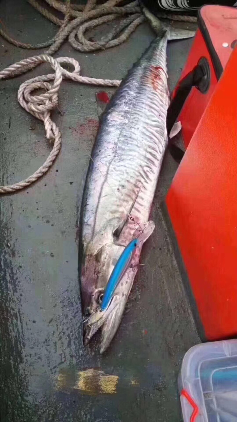 马鲛鱼