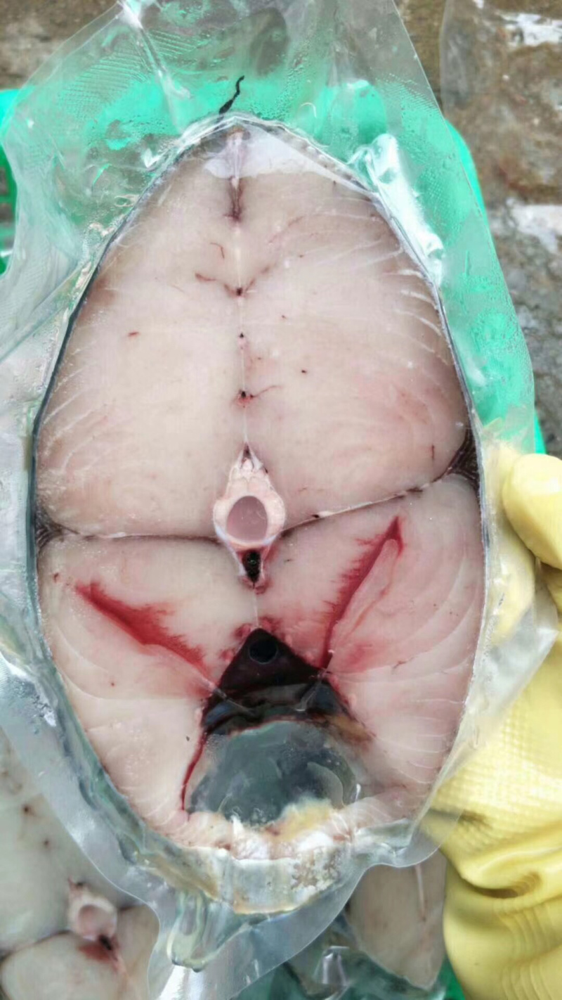 马鲛鱼