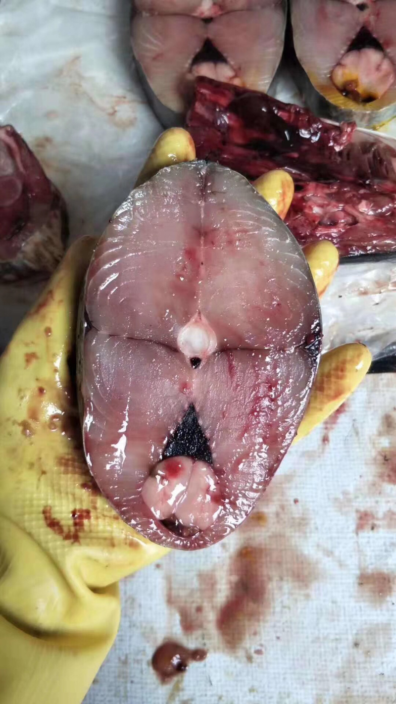 马鲛鱼