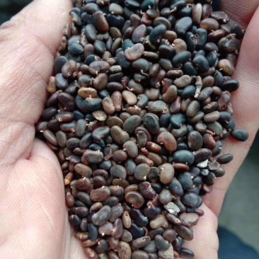 刺槐种子