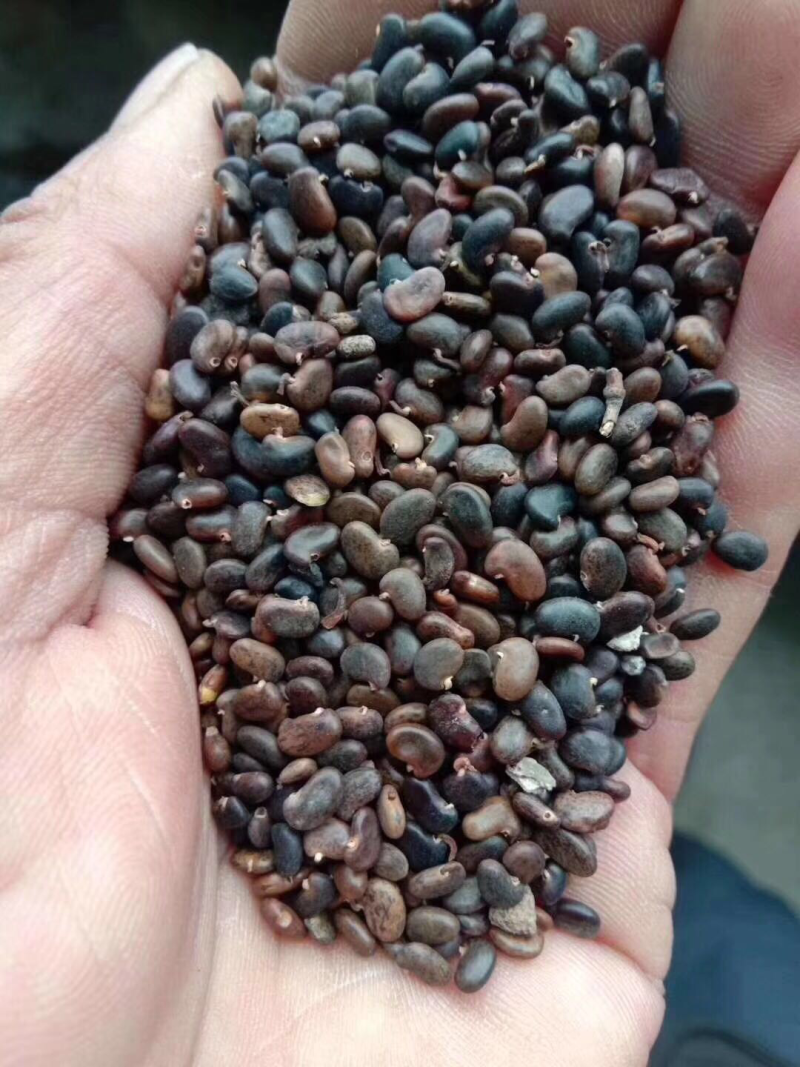 刺槐种子