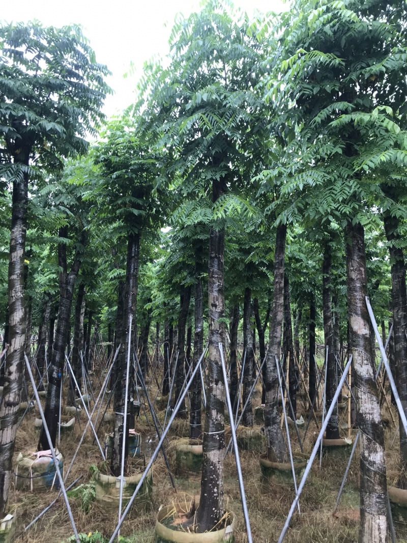 栾树