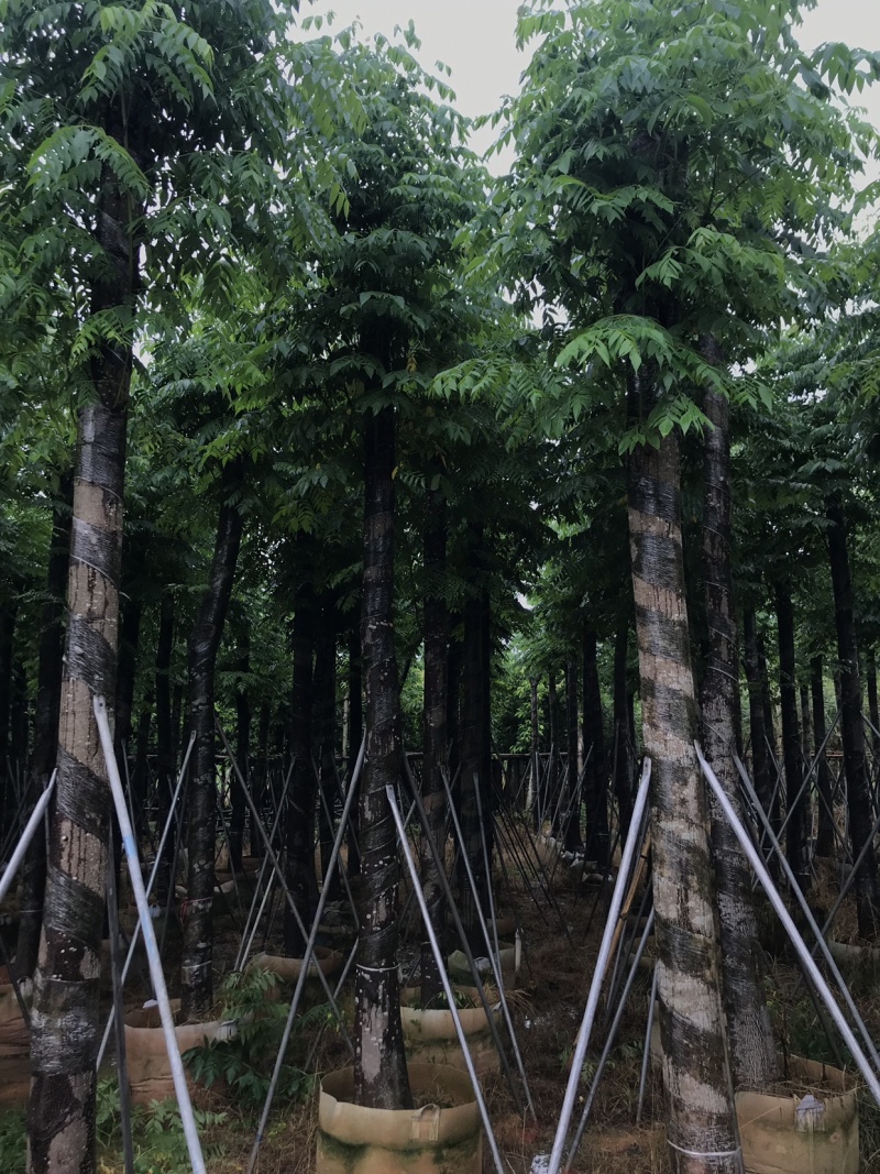 栾树