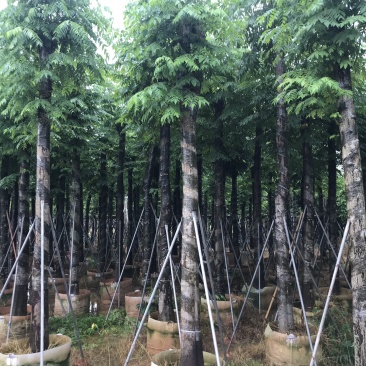 栾树