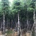 栾树