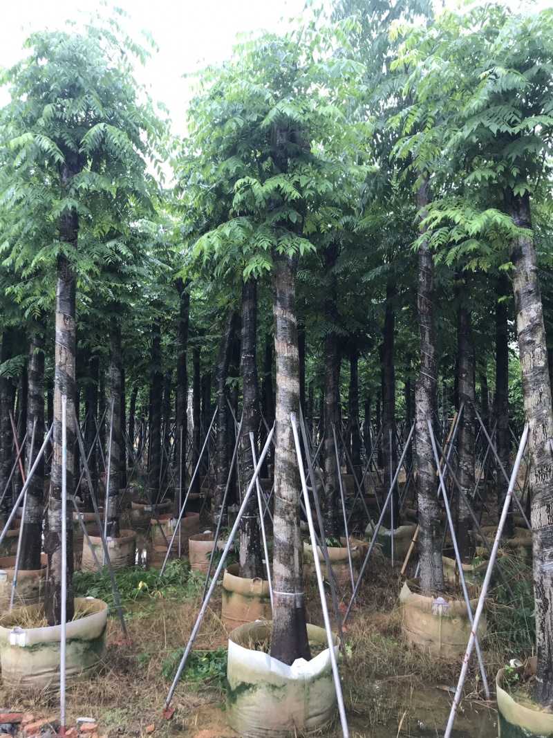 栾树