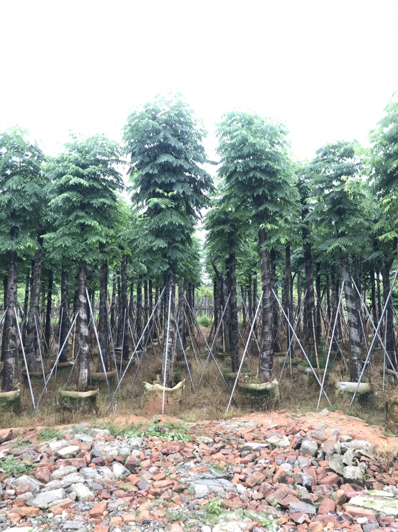 栾树