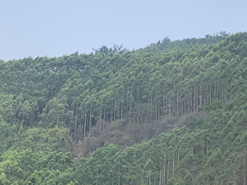 大量桉树打桩料出售