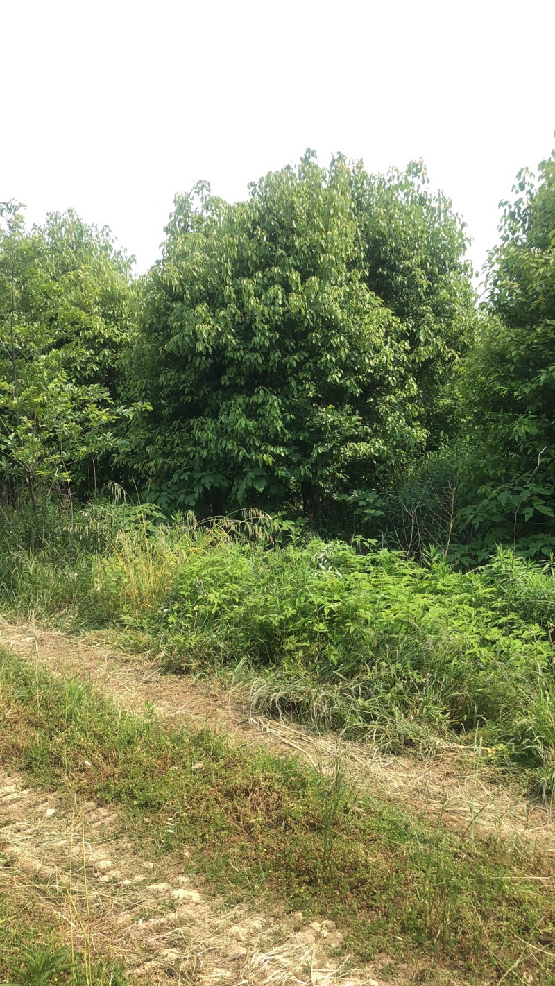 香樟