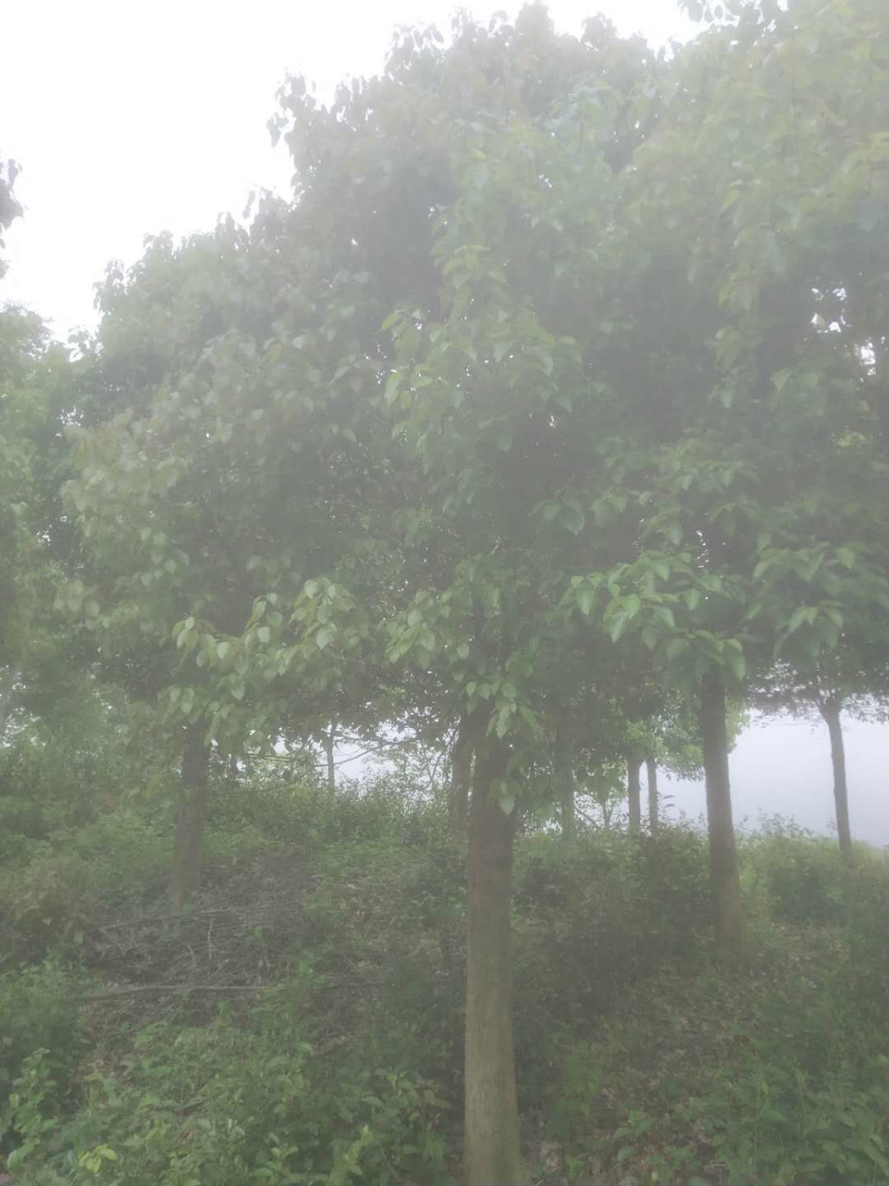 香樟