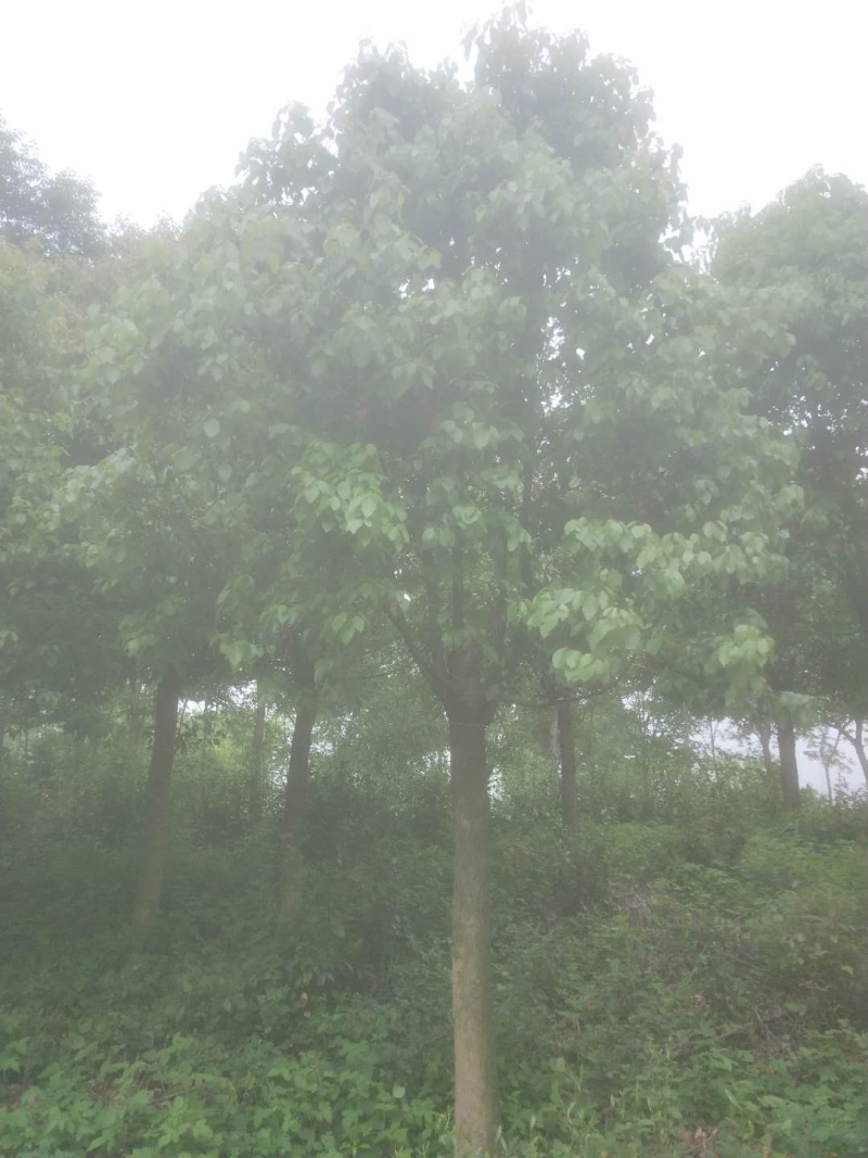 香樟