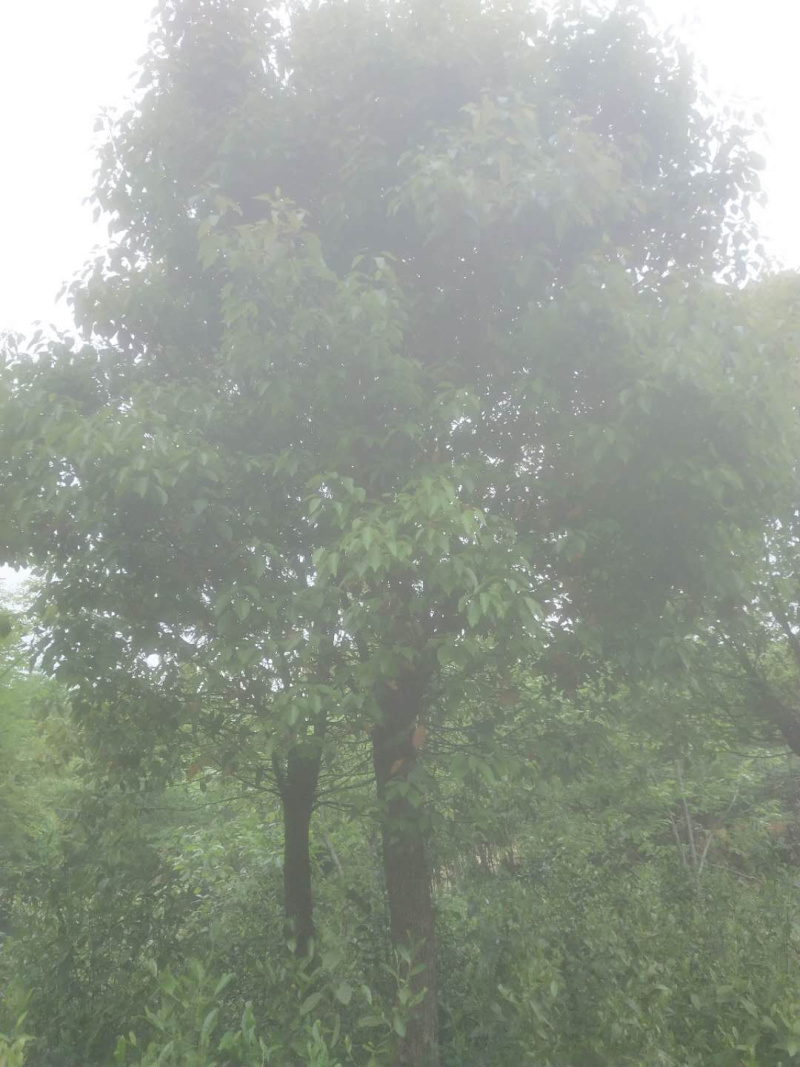 香樟