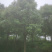 香樟