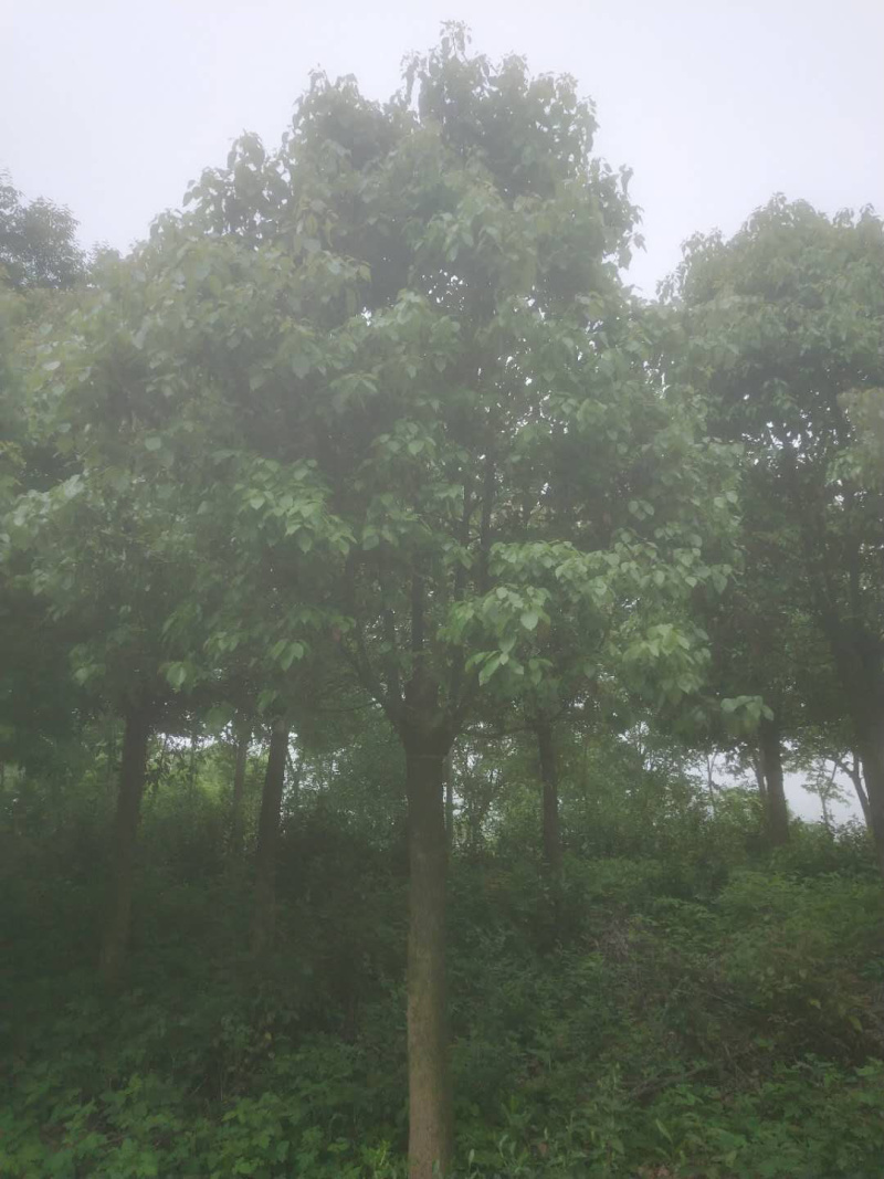 香樟