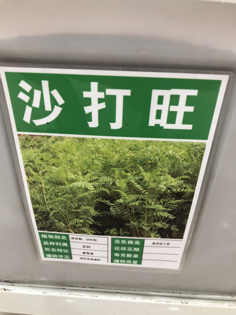 沙打旺种子多年生牲畜青饲防沙固土护坡包邮