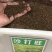 沙打旺种子多年生牲畜青饲防沙固土护坡包邮