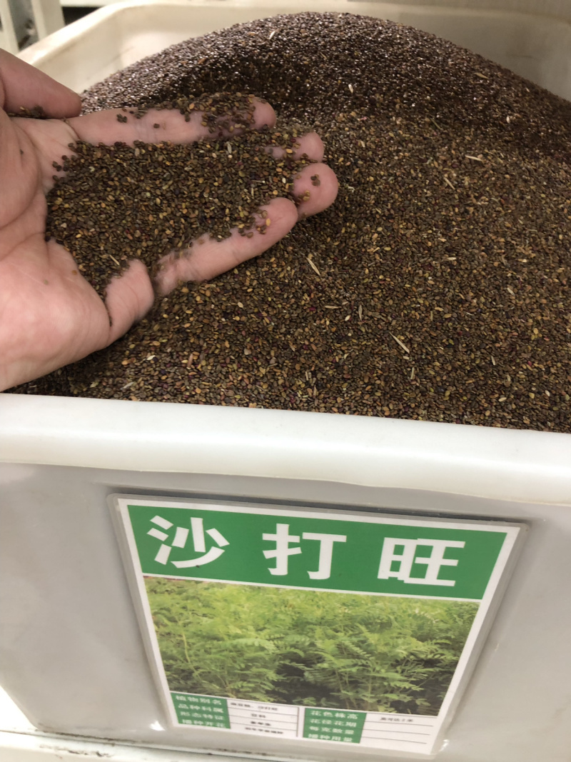 沙打旺种子多年生牲畜青饲防沙固土护坡包邮