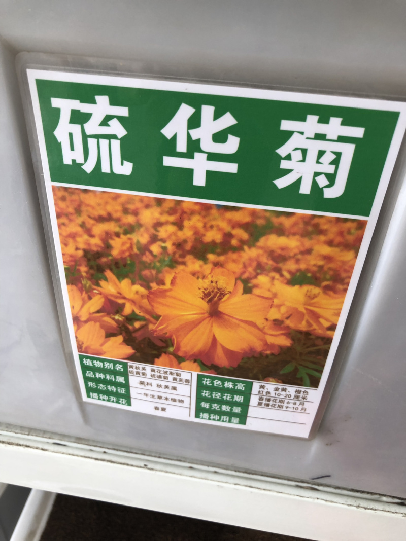 硫华菊种子黄波斯菊花籽路边公园花海可开票包邮