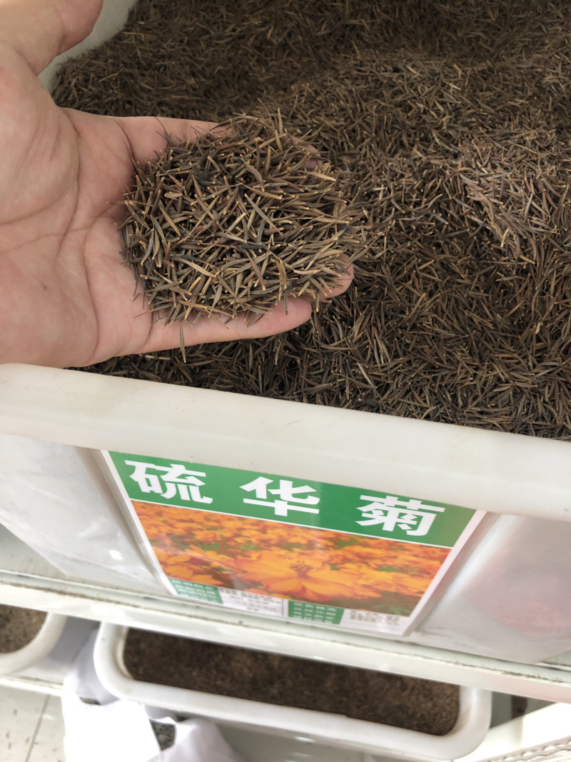 硫华菊种子黄波斯菊花籽路边公园花海可开票包邮