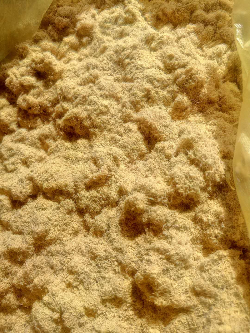 蒲黄