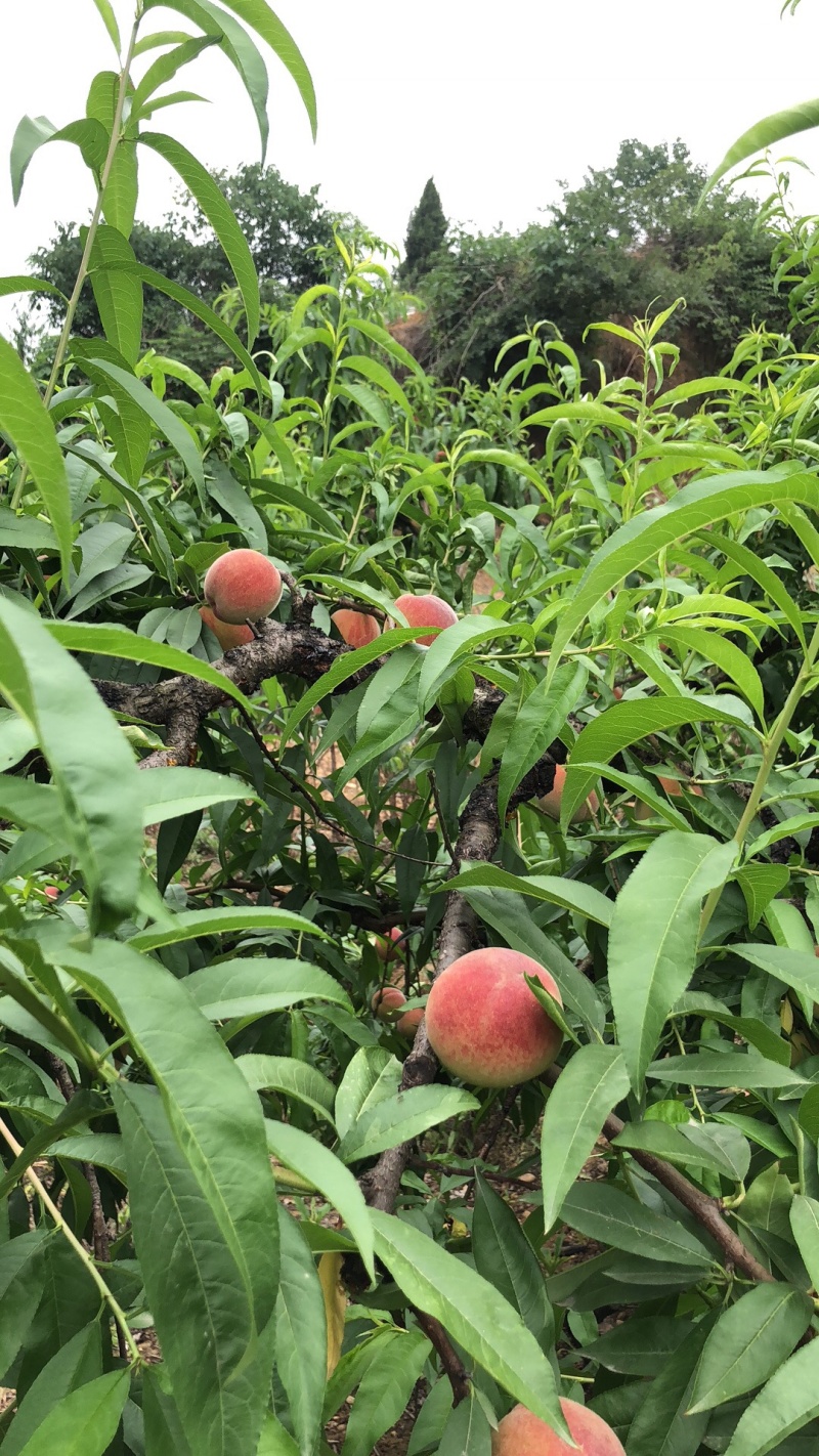 【精品特卖】桃子上市湖北襄阳精品桃红不软