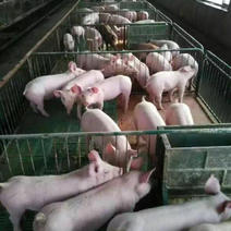 原种二元母猪，高产母猪，买9头母猪送一头公猪（3头起）