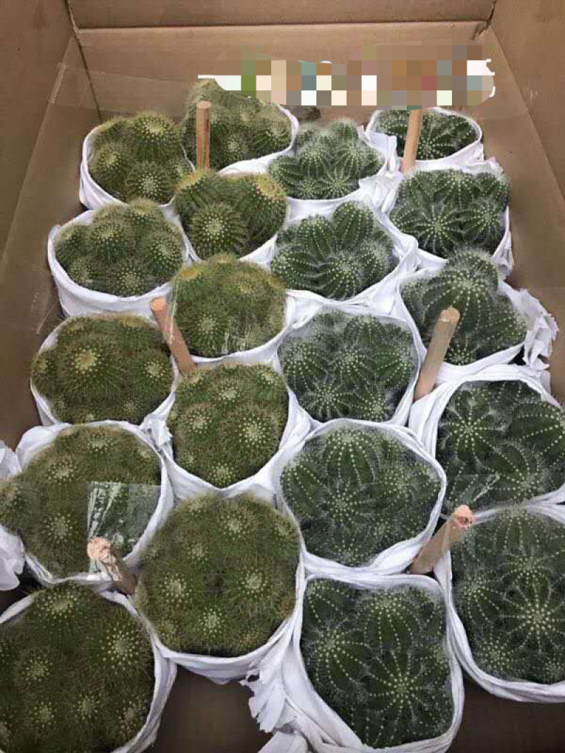 群生仙人球