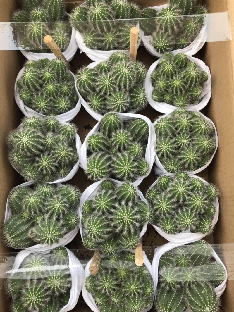 群生仙人球