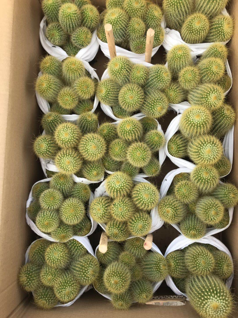 群生仙人球