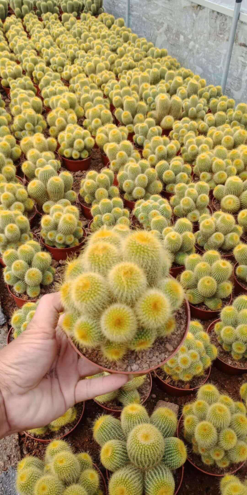 群生仙人球