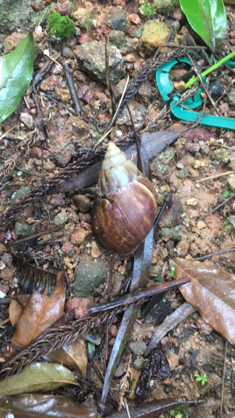 玛瑙蜗牛