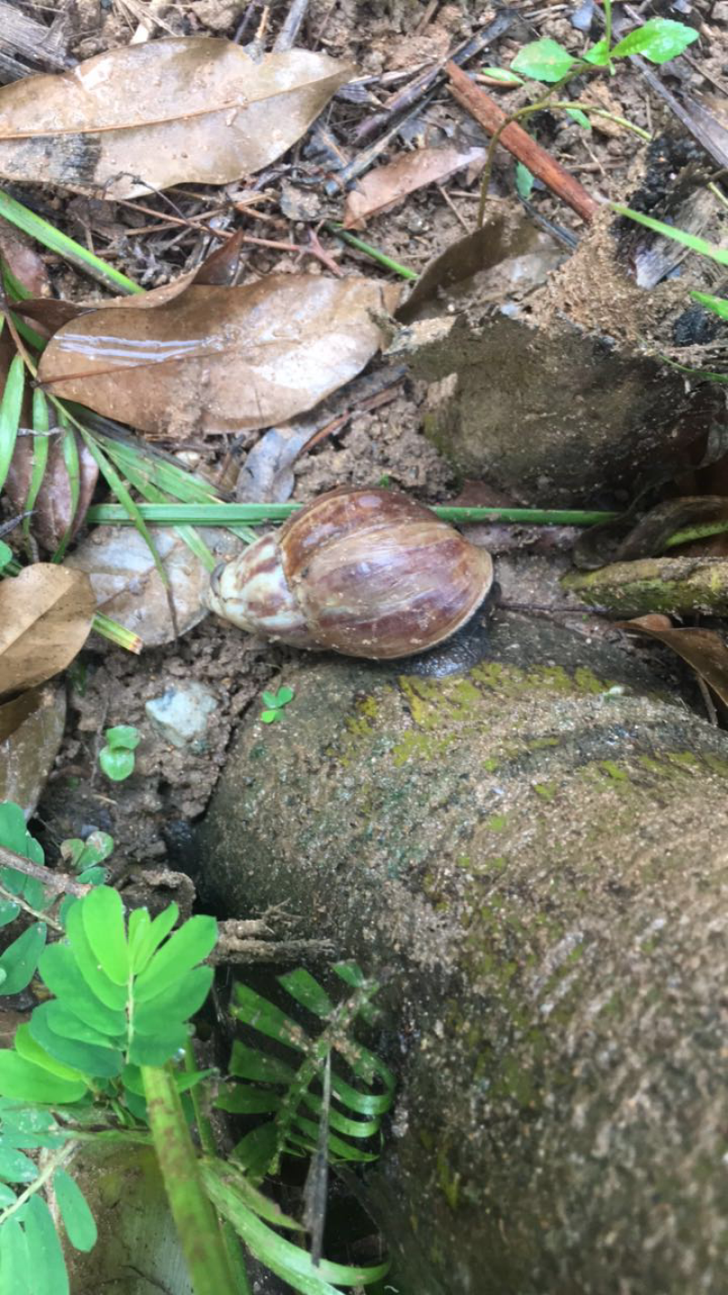玛瑙蜗牛