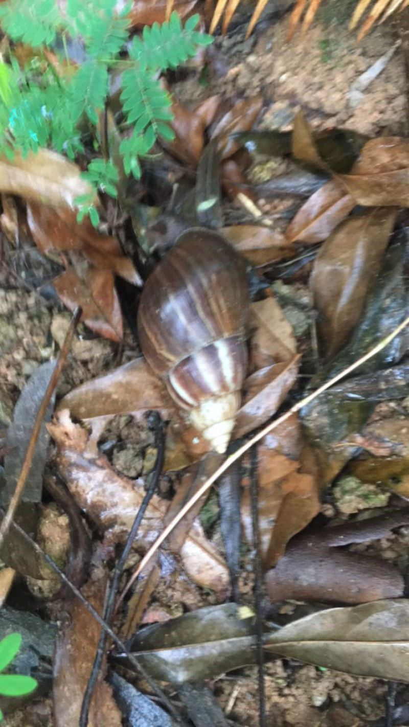 玛瑙蜗牛