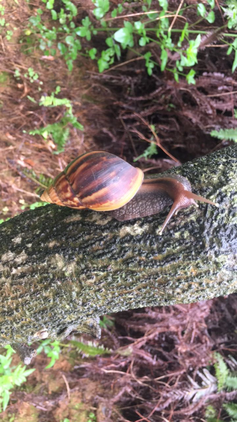 玛瑙蜗牛