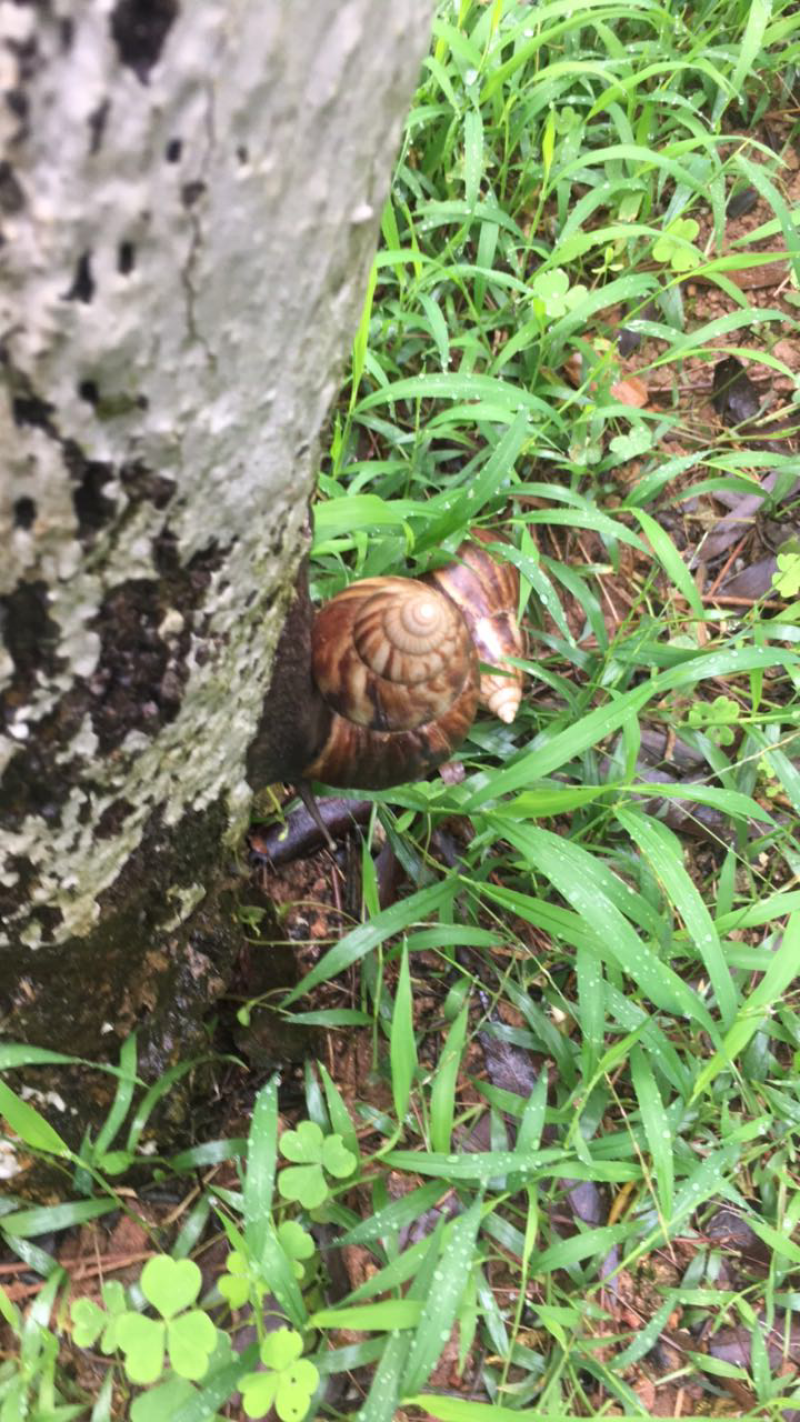 玛瑙蜗牛