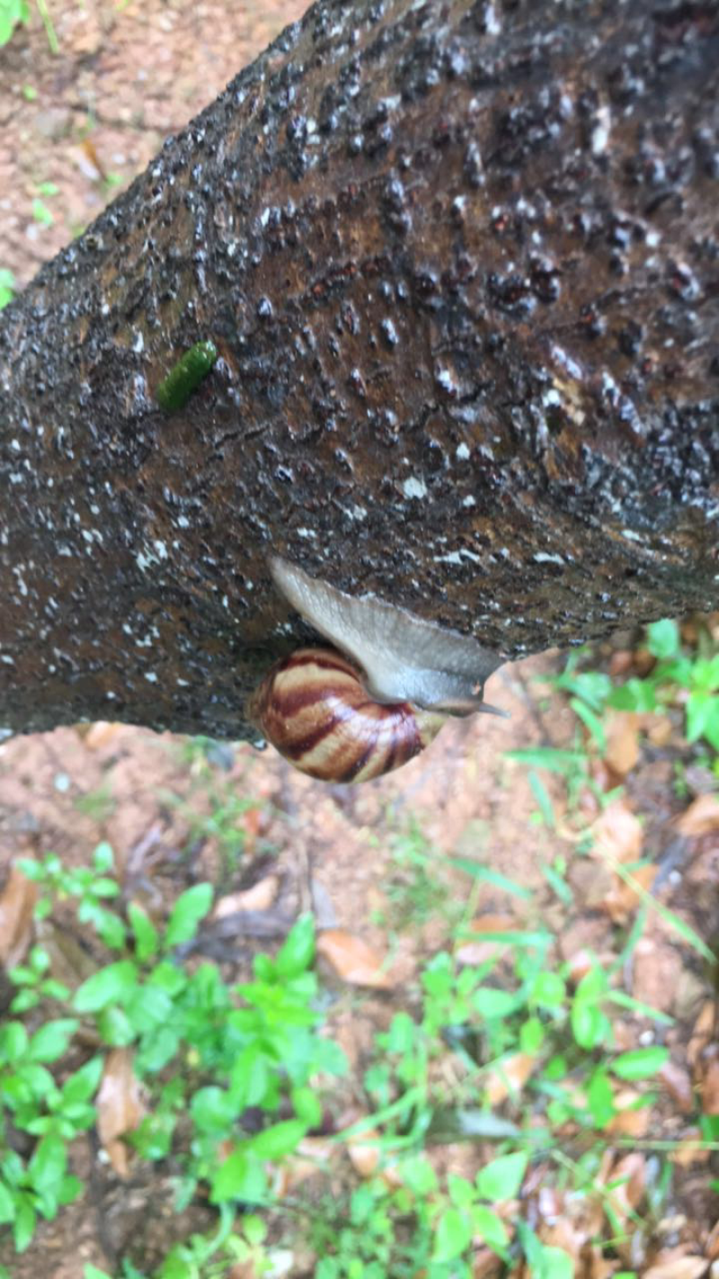 玛瑙蜗牛