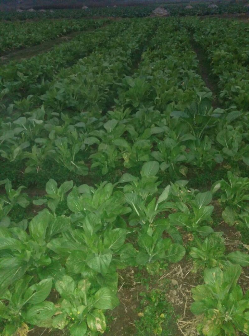 菜苔