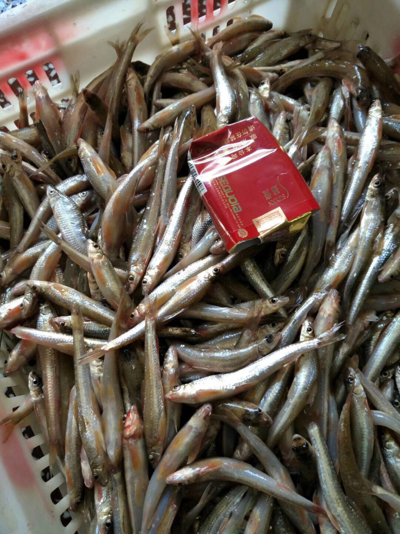 棍子鱼