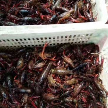 龙虾青，红