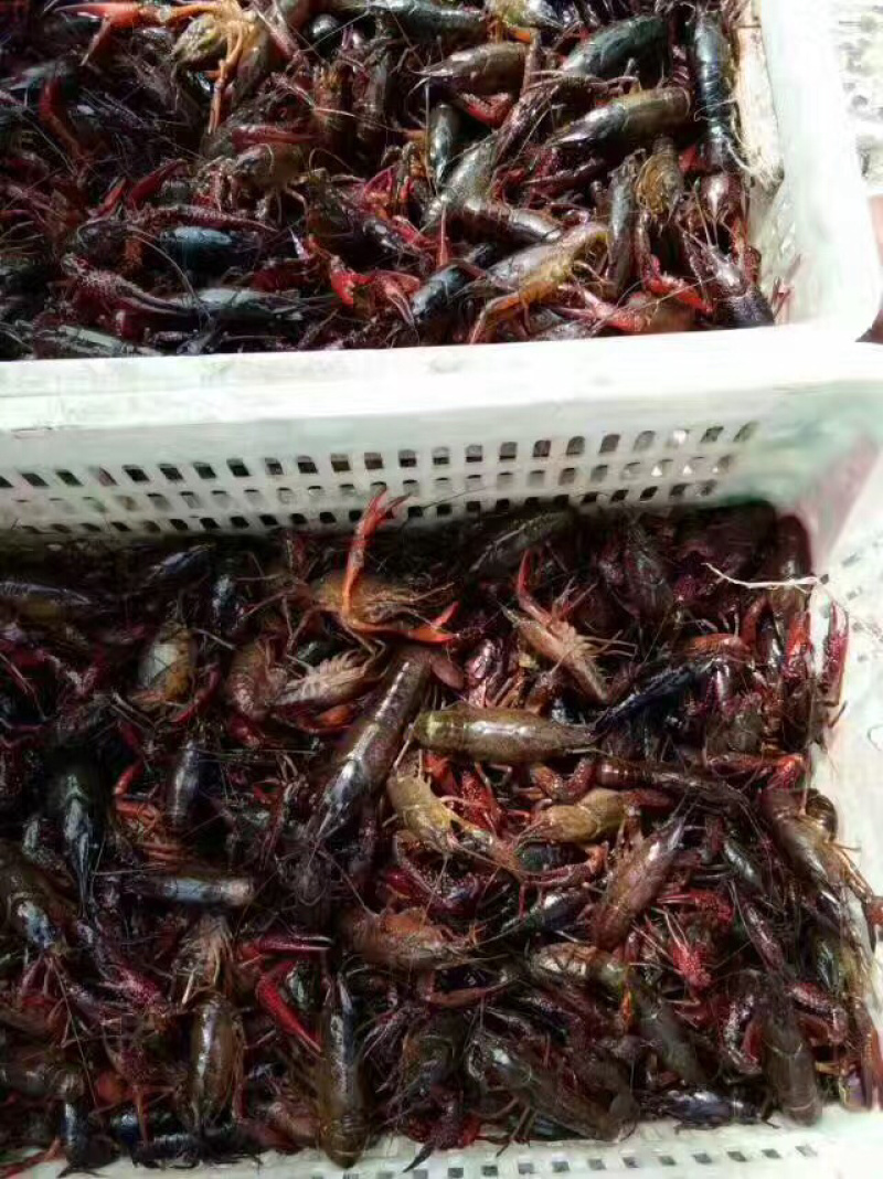 龙虾青，红