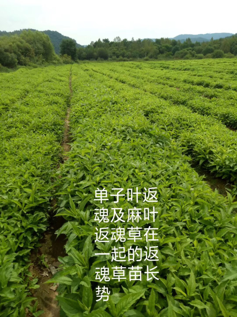 2019年，返魂草小苗预定