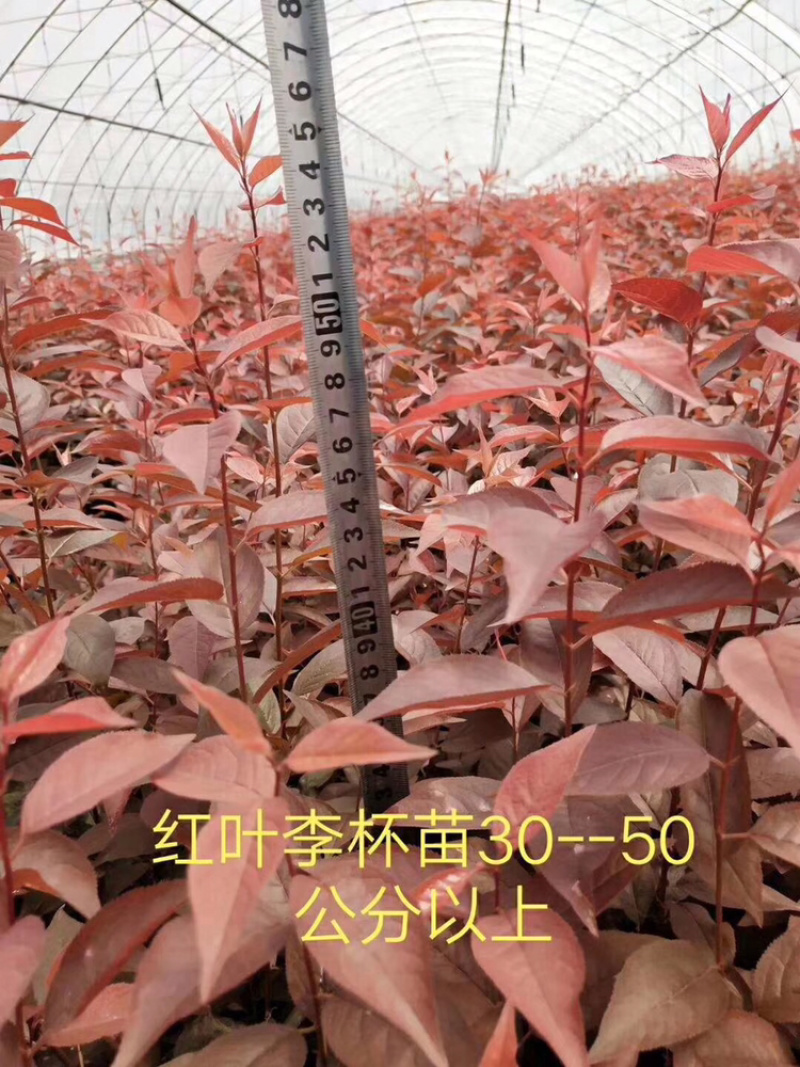 红叶李，各种规格红叶李，还有杯苗，产地直销，全国邮寄。