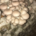 鲜平菇