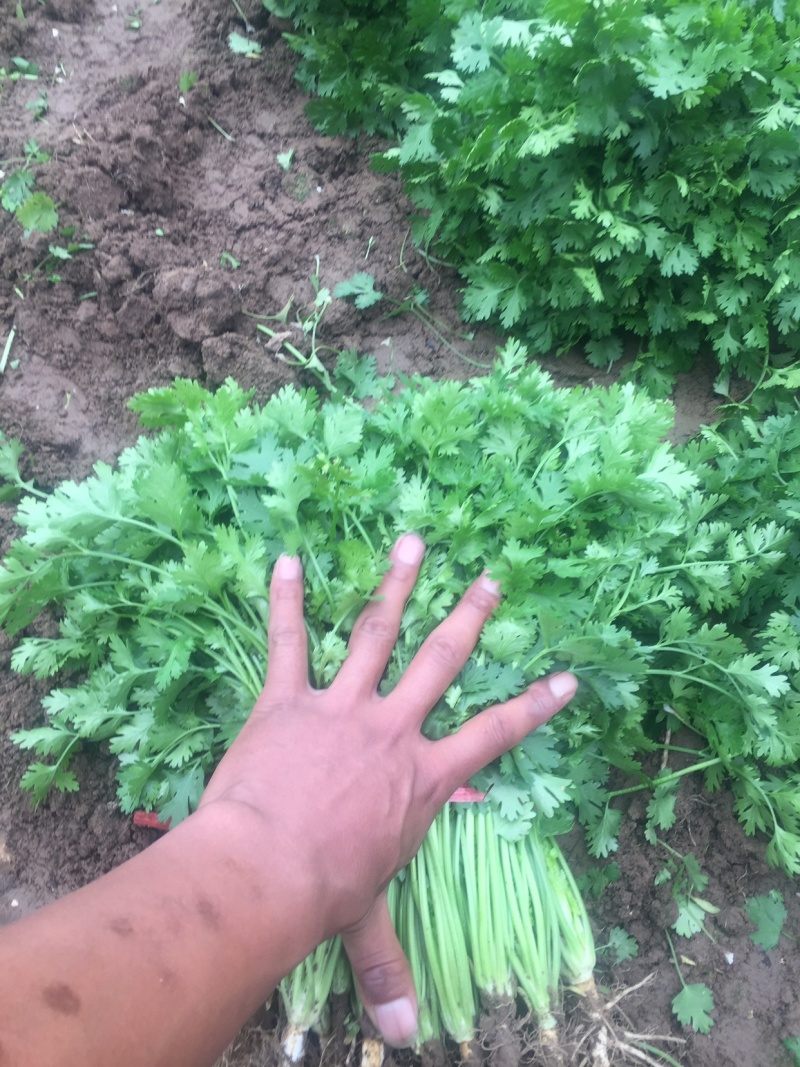铁杆香菜，大量上市啦