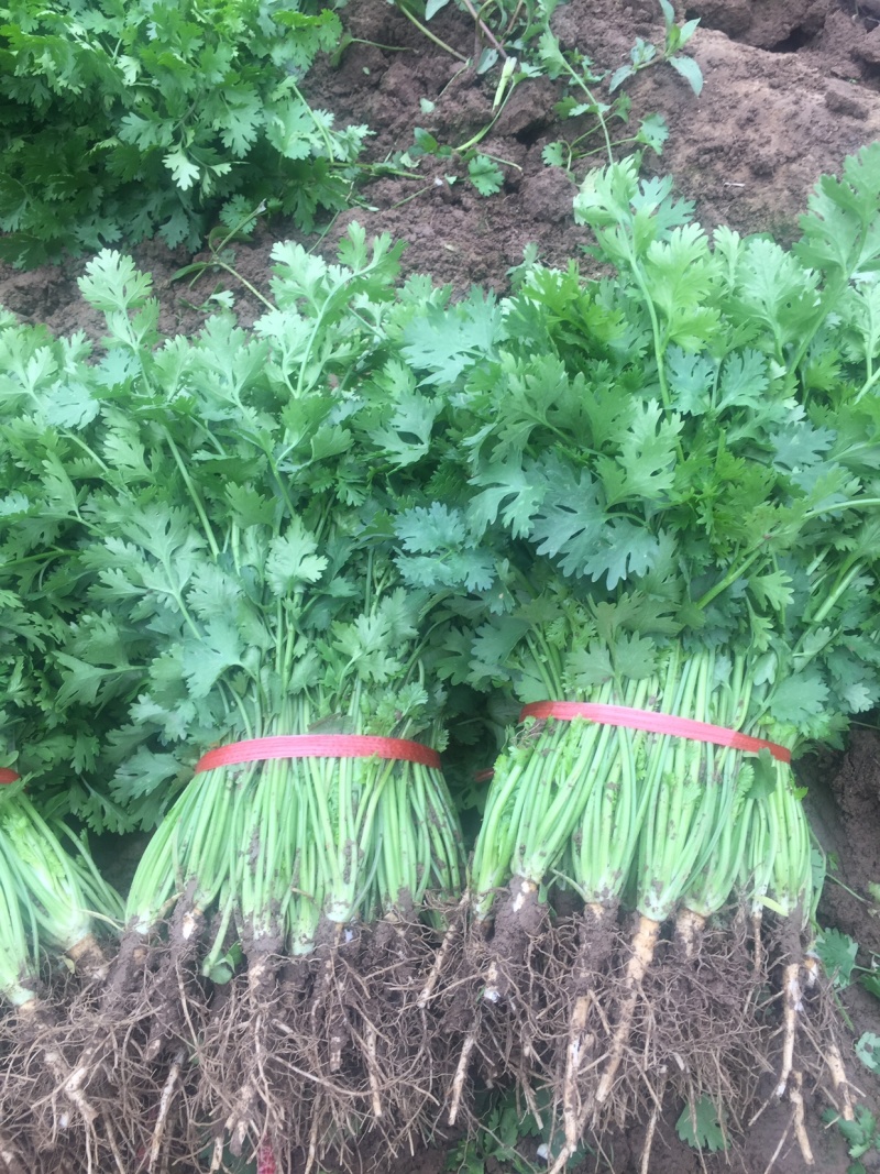 铁杆香菜，大量上市啦
