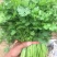 铁杆香菜，大量上市啦