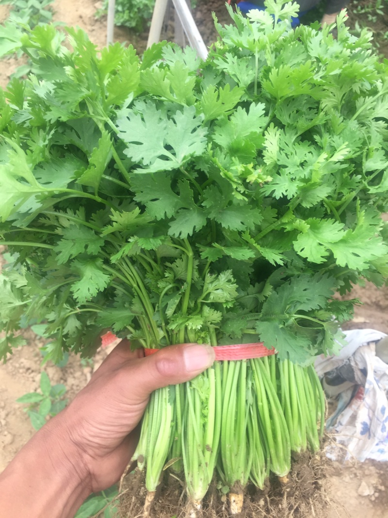 铁杆香菜，大量上市啦