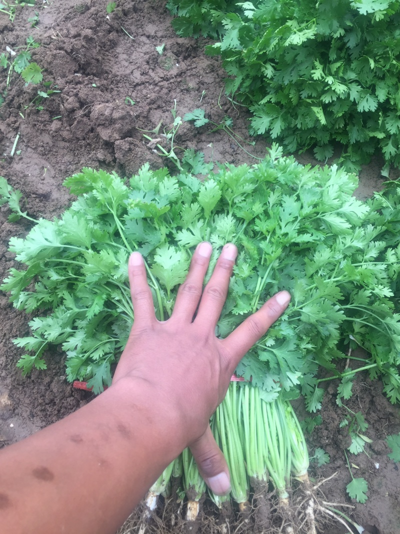 铁杆香菜，大量上市啦